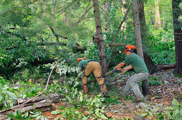 Best Tree Removal  in USA